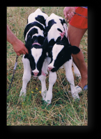 /album/animales/primeros-terneros-1-png/